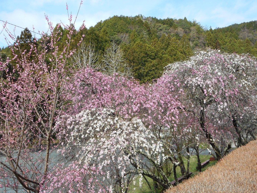 水車風景4月花桃1
